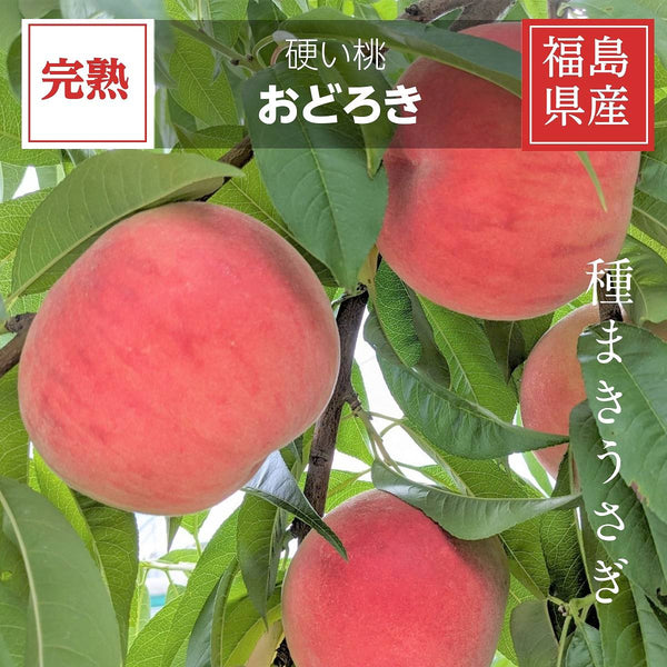 新鮮な桃 5キロ 硬め 新鮮な桃 5キロ 硬め - メルカリ