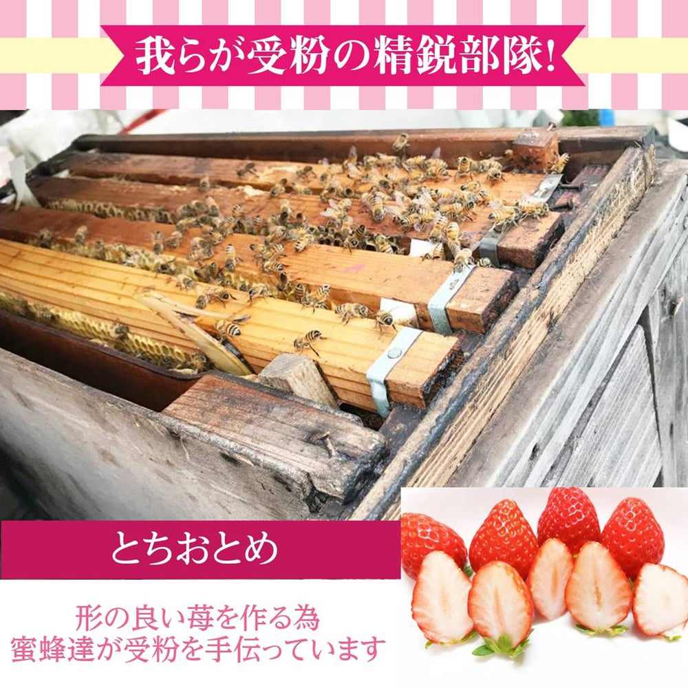 【ははさん】完熟とちおとめ 大玉と普通サイズのハーフ 3箱 完熟とちおとめ 大玉と普通サイズのハーフ 3箱（いちご 有慶農園