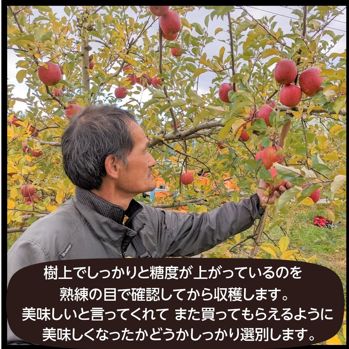 りんご。様確認用 取り次ぐ