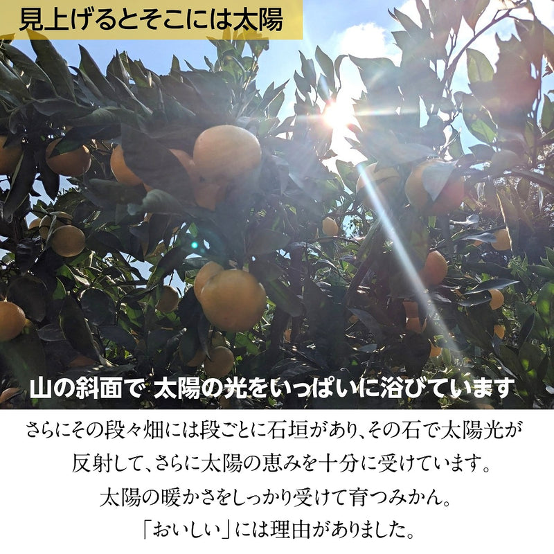 みかん 【みかんの館】 有田みかん 田村地区産 訳あり ご家庭用 ど根性くん 3kg サイズ不揃い 和歌山県 蜜柑 ミカン 柑橘 《11/上旬～11/中旬より出荷》