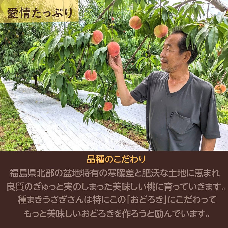 早期予約割引き/【種まきうさぎ】硬い 桃 おどろき 5kg（13～18個） 福島県伊達市 《8/12～8/中旬出荷》