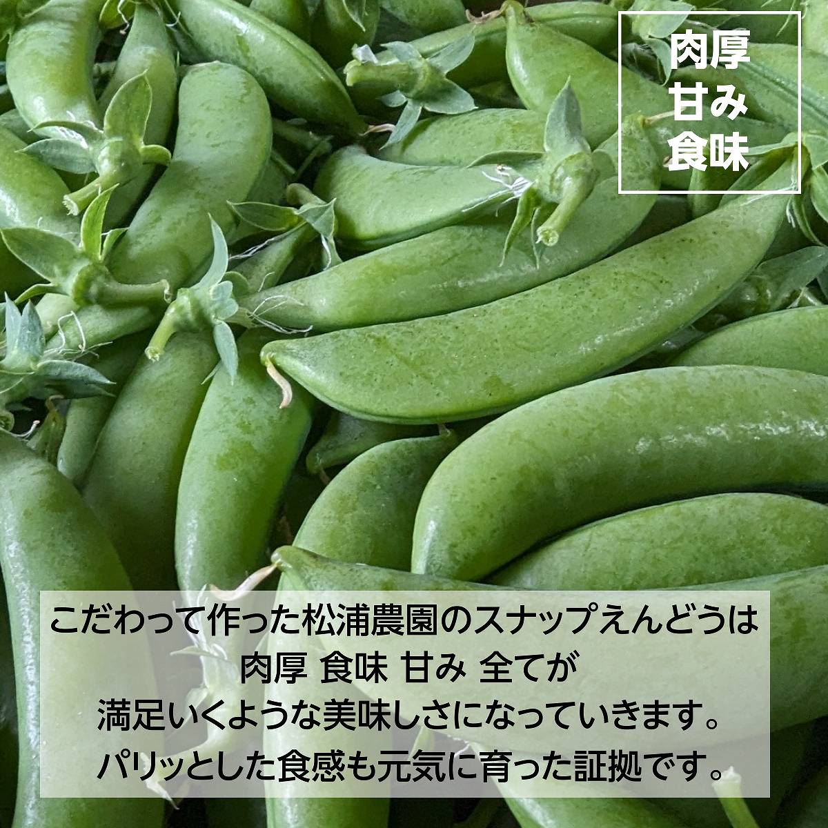 スナップえんどう 【松浦農園】 1kg 業務用 福島県伊達市 当日収穫