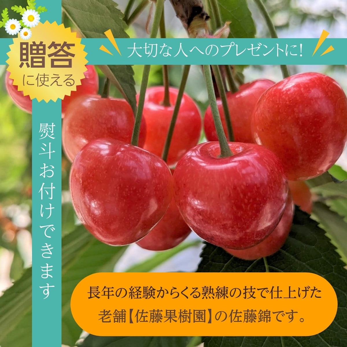 さくらんぼ 【佐藤果樹園】 佐藤錦 1kg 秀 L 《6/中旬～6/下旬の