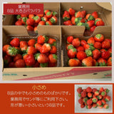 いちご 夏いちご  業務用 雷峰 すずあかね バラ小  1120g (280g×4P)×1箱 訳あり B品  小さめ 福島県 飯館 ケーキ お菓子作り イチゴ 苺 夏