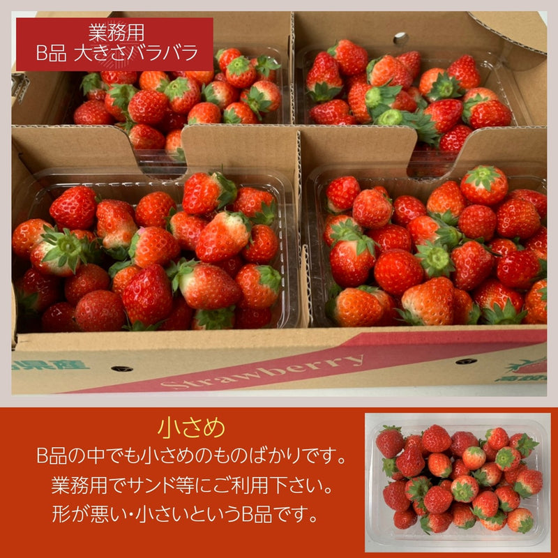 いちご 夏いちご  業務用 雷峰 すずあかね バラ小  1120g (280g×4P)×1箱 訳あり B品  小さめ 福島県 飯館 ケーキ お菓子作り イチゴ 苺 夏