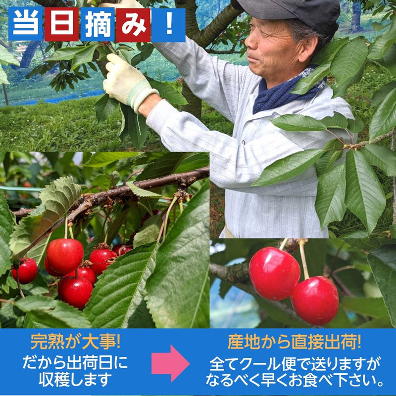さくらんぼ 【佐藤幸男農園】 佐藤錦 2L 1kg 贈答用 福島県 《6/中旬～6/下旬の出荷》