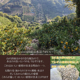 みかん 【みかんの館】 有田みかん ブランド産地 田村地区産 贈答用 秀 M 10kg 90~100個 和歌山県 蜜柑 ミカン 柑橘 《11/上旬～11/中旬より出荷》