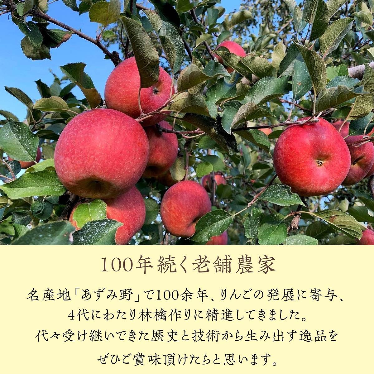 りんご 【帯刀りんご農園】 サンフジ 5kg 贈答用 13～18玉 長野県