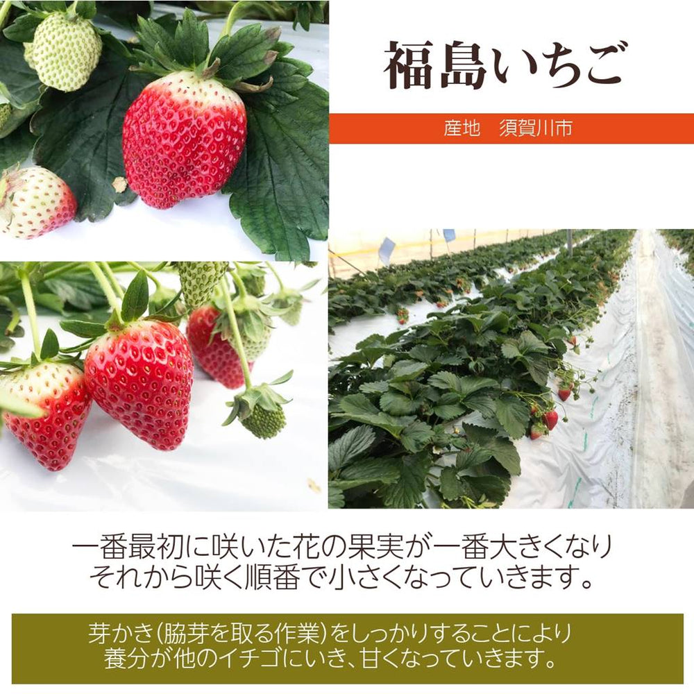 【ははさん】完熟とちおとめ 大玉と普通サイズのハーフ 3箱 いちご 【有慶農園】 とちおとめ デラックス 3L～4L 大玉24～30