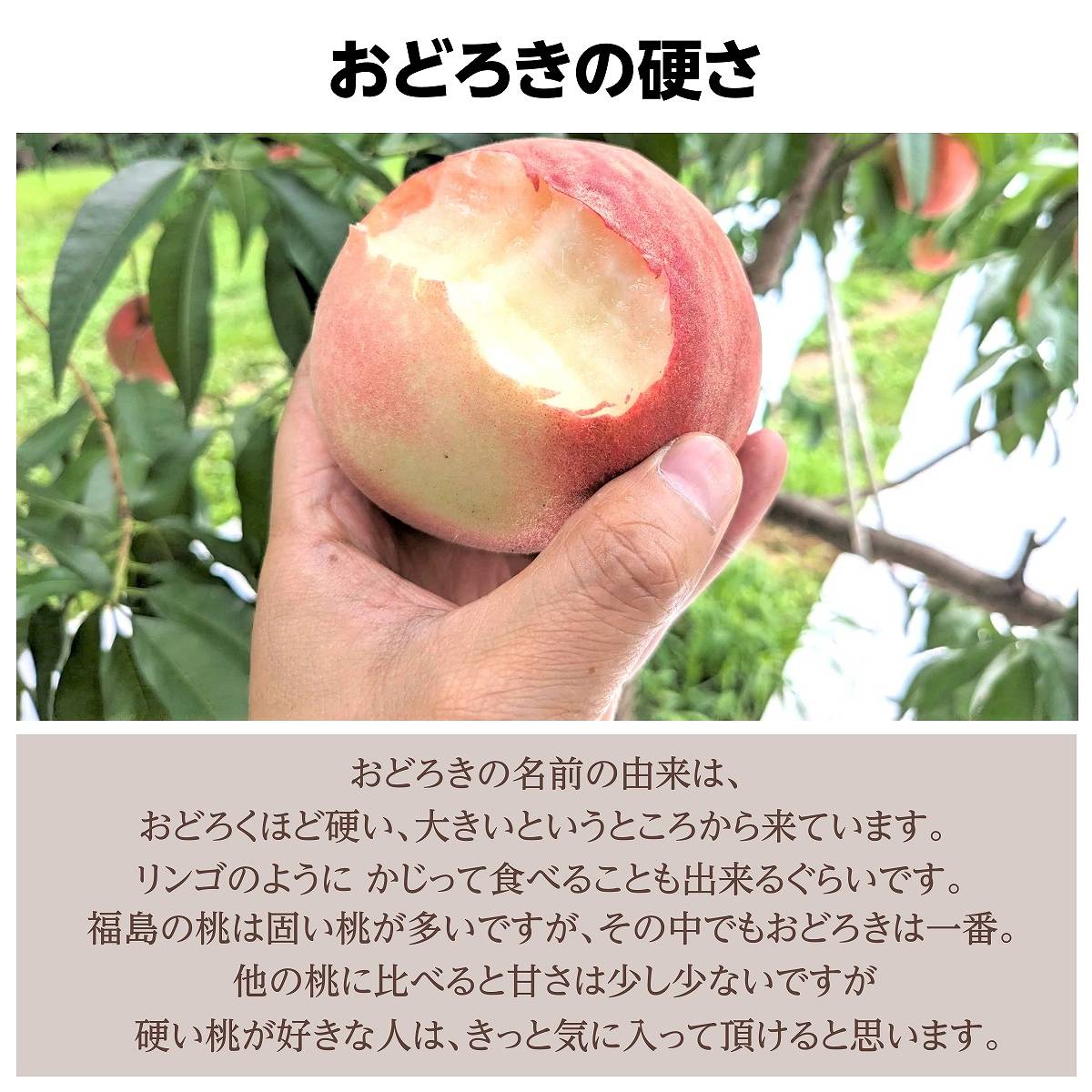 桃 【種まきうさぎ】硬い おどろき 訳あり品 家庭用 5kg 福島県