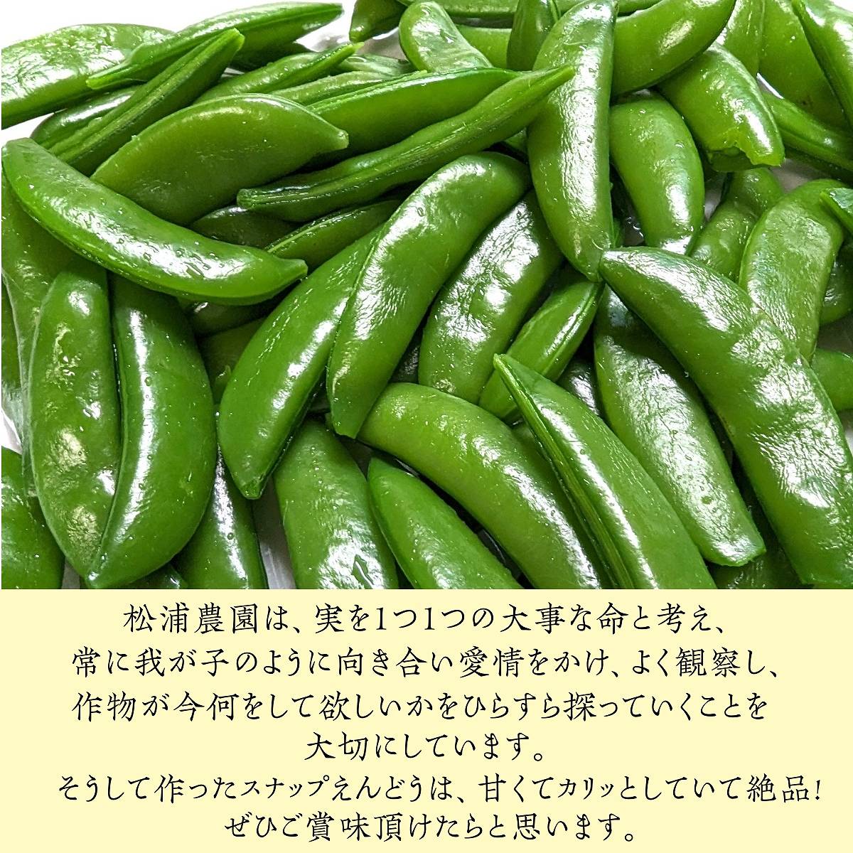 スナップえんどう ニチノウのタネ スナップえんどう（おためしパック） 4960599186409 1