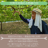 ぶどう 【ﾌﾙｰﾂﾌｧｰﾑいしくら】 葡萄 シャインマスカット 3房 1.8kg 高糖度 山梨県《8月10日頃～8月中旬より出荷》