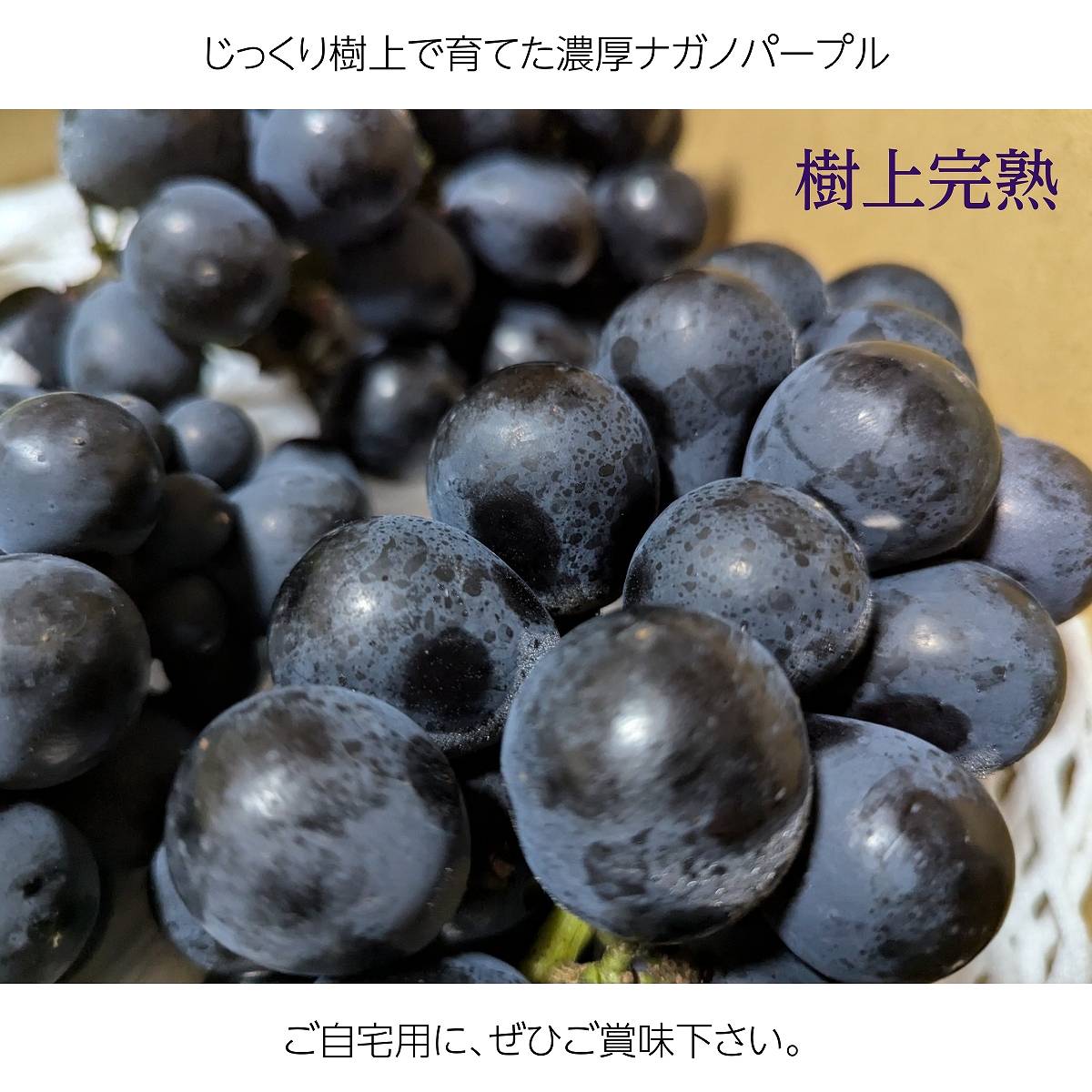 長野パープル4キロ家庭用 楽天市場】【ご家庭用】ナガノパープル4kg 長野県産 : 山崎果樹園