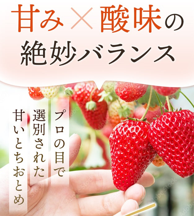 いちご 【アグリハウス秋山】 食べ比べ ゆうやけベリー とちおとめ 大玉 12～15個ずつ 750g 翌日配達の地域(東北～近畿）限定 贈答用 福島県 須賀川 苺《1/上旬～1/中旬より出荷》