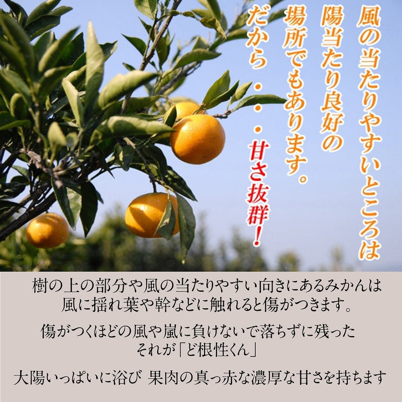 みかん 【みかんの館】 有田みかん 田村地区産 訳あり ご家庭用 ど根性くん 10kg サイズ不揃い 和歌山県 蜜柑 ミカン 柑橘 《11/上旬～11/中旬より出荷》