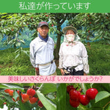 さくらんぼ 【佐藤幸男農園】 佐藤錦 2L 1kg 贈答用 福島県 《6/中旬～6/下旬の出荷》