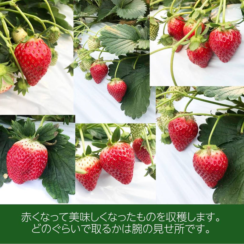 いちご 【有慶農園】 とちおとめ  250ｇ×４パック 福島県須賀川 苺 イチゴ