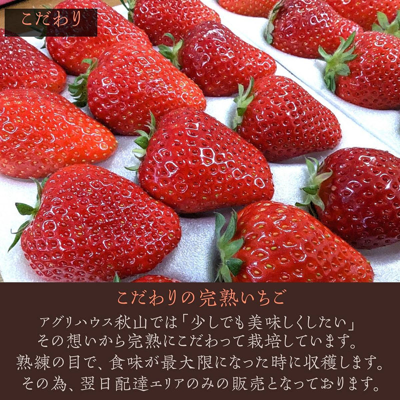 いちご 【アグリハウス秋山】 食べ比べ ゆうやけベリー とちおとめ 大玉 12～15個ずつ 750g 翌日配達の地域(東北～近畿）限定 贈答用 福島県 須賀川 苺《1/上旬～1/中旬より出荷》