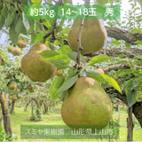 洋梨 【スミヤ果樹園】 洋なし ラ・フランス 約5kg 秀 ２L～４L 14～18玉 山形県上山市 ラフランス 《11/上旬～11/中旬より出荷》