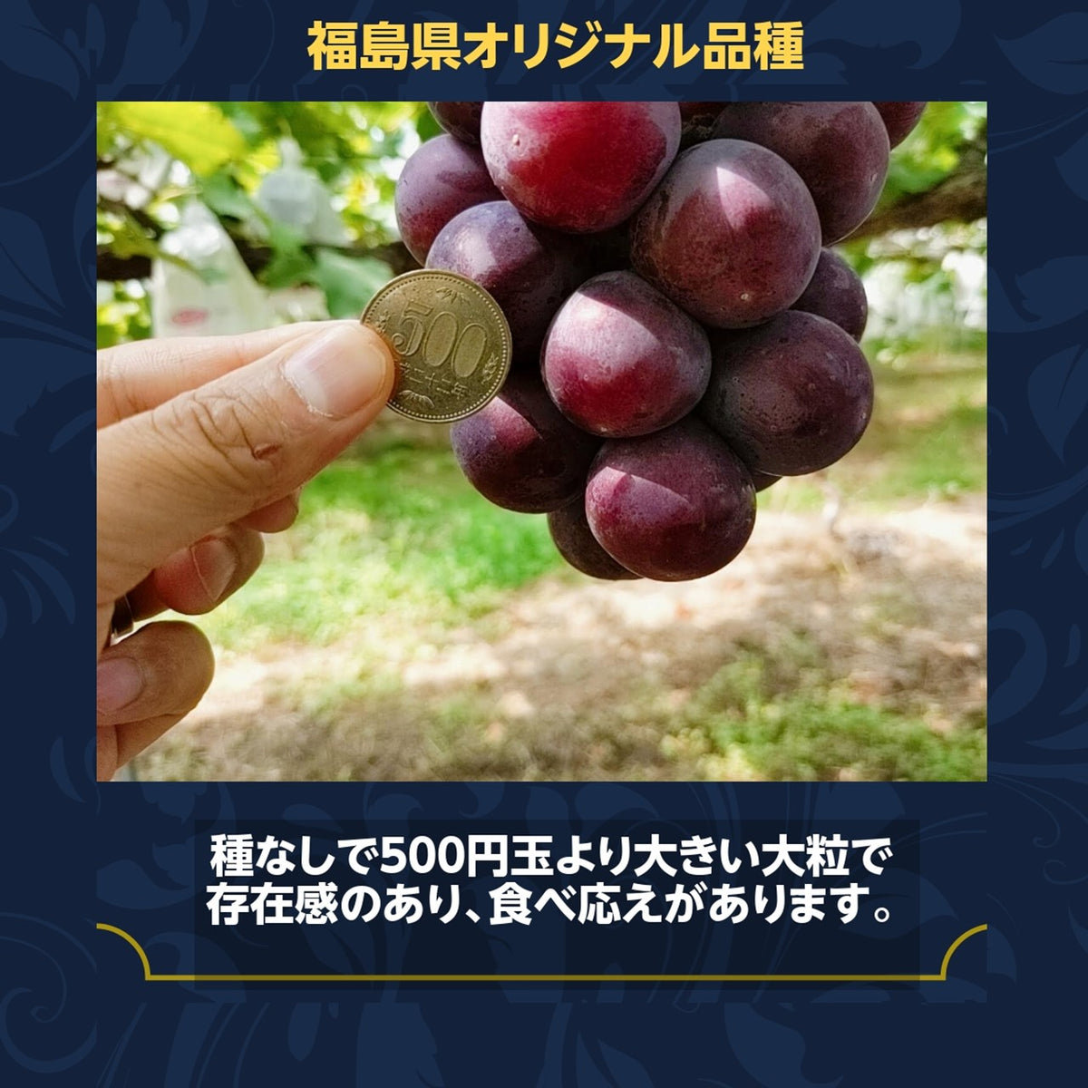 ぶどう 【佐藤果樹園】 あづましずく 2kg 3〜4房 贈答用 福島県