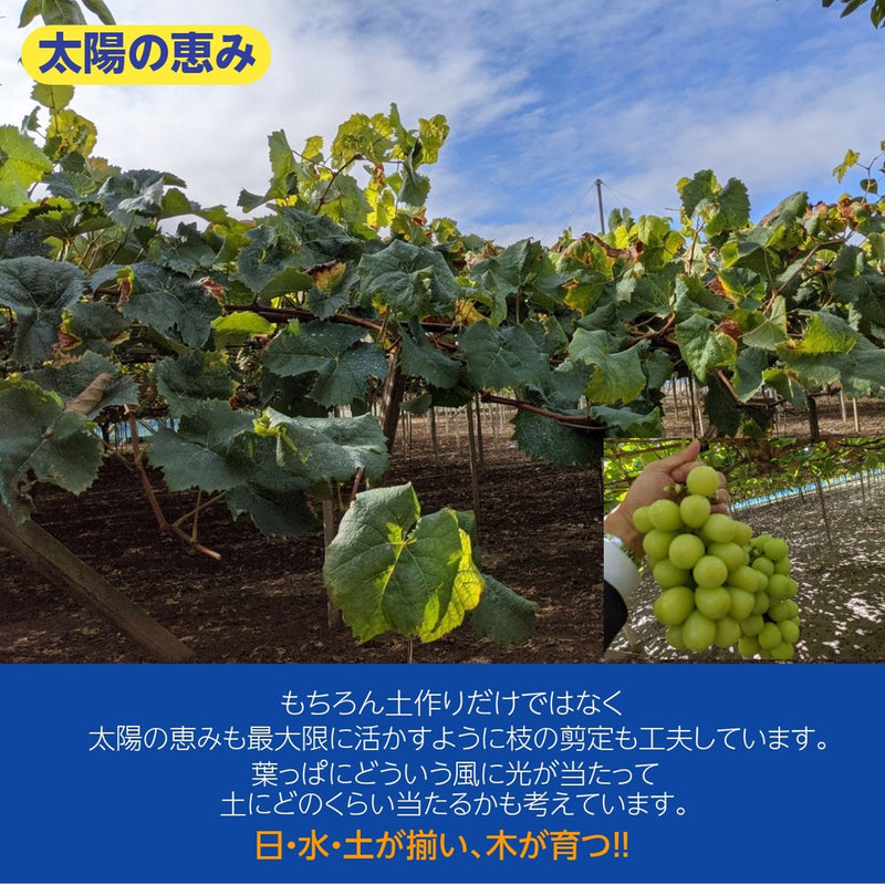 ぶどう 【ﾌﾙｰﾂﾌｧｰﾑいしくら】 葡萄 シャインマスカット 3房 1.8kg 高糖度 山梨県《8月10日頃～8月中旬より出荷》