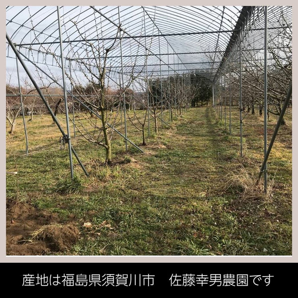 さくらんぼ 【佐藤幸男農園】 佐藤錦 2L 1kg 贈答用 福島県 《6/中旬～6/下旬の出荷》