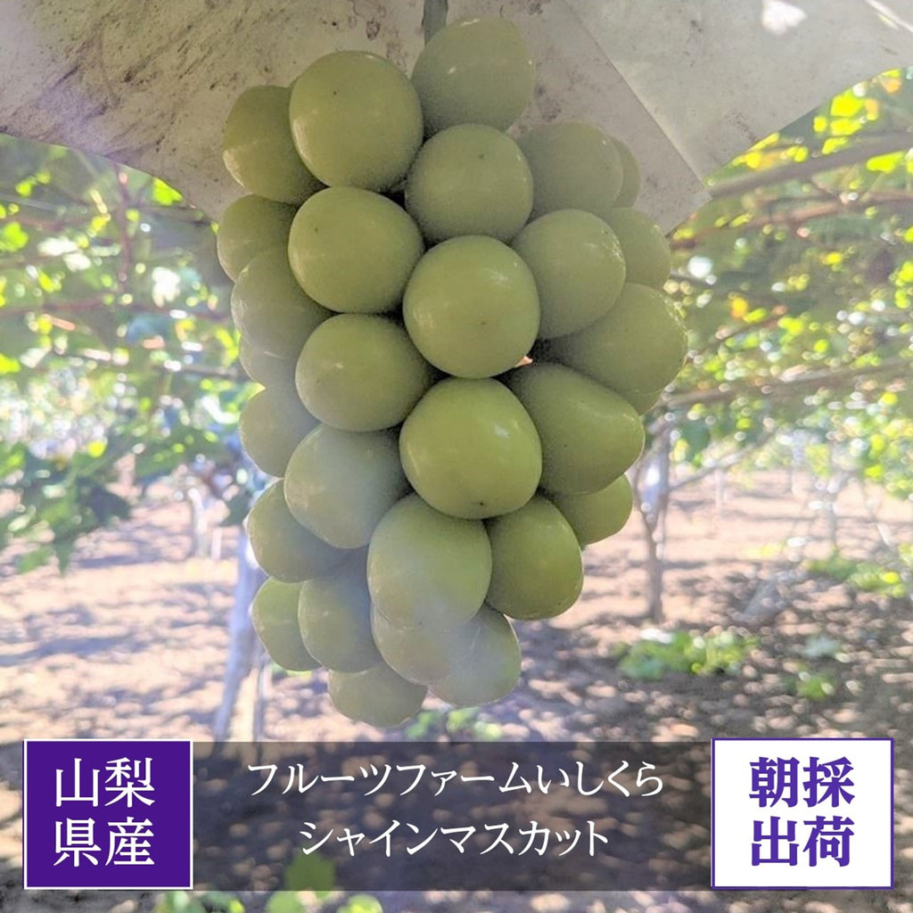 ぶどう 【ﾌﾙｰﾂﾌｧｰﾑいしくら】 葡萄 シャインマスカット 3房 1.8kg 高糖度 山梨県《8月10日頃～8月中旬より出荷》