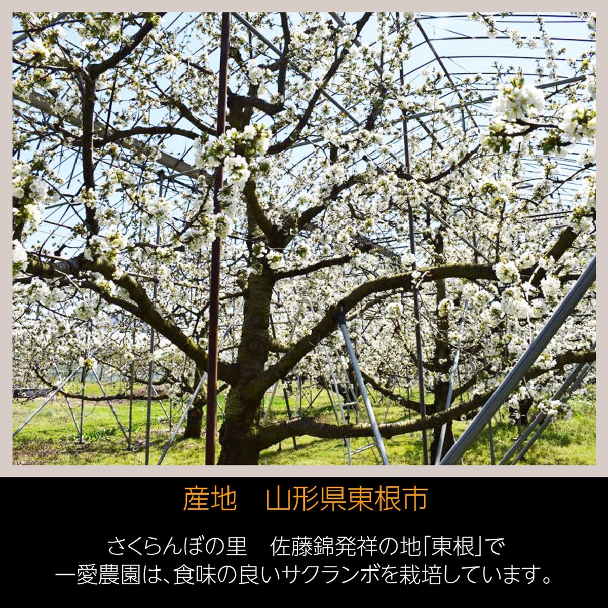 さくらんぼ 【一愛農園】 佐藤錦 ダイヤパック100g×2 200g 特秀 M 母