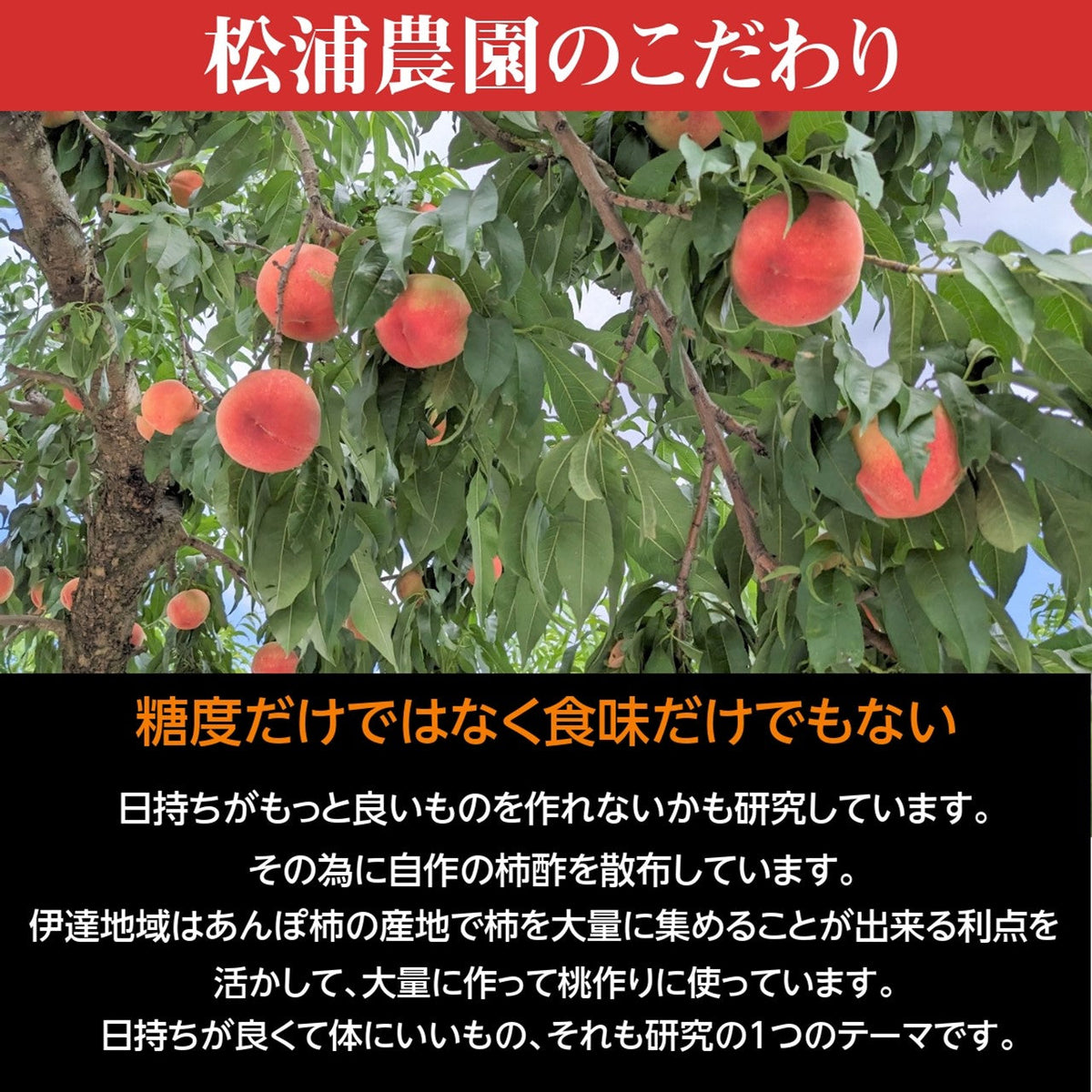 硬い桃　5キロ 硬い桃 5キロ(1キロ=3-6個) 食品