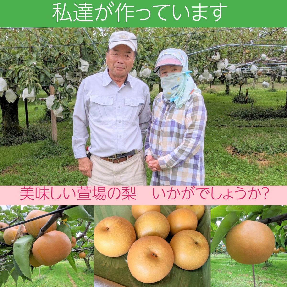 梨 【羽田梨園】 萱場の梨 5kg 訳あり 家庭用 福島県 福島市《9/上旬