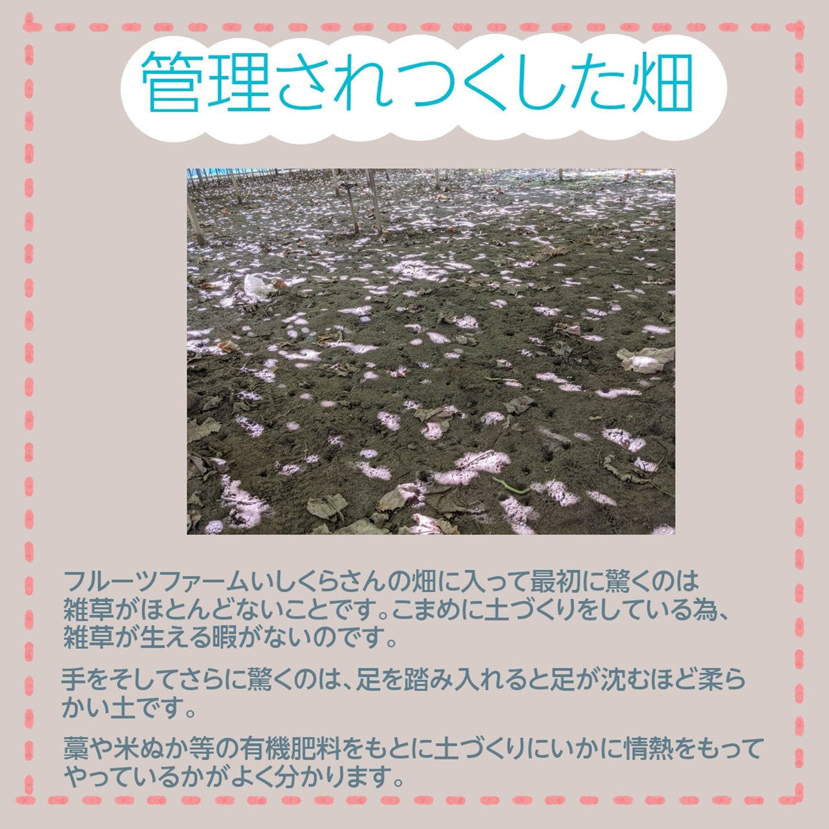 ぶどう 【ﾌﾙｰﾂﾌｧｰﾑいしくら】 葡萄 シャインマスカット 1房 大房