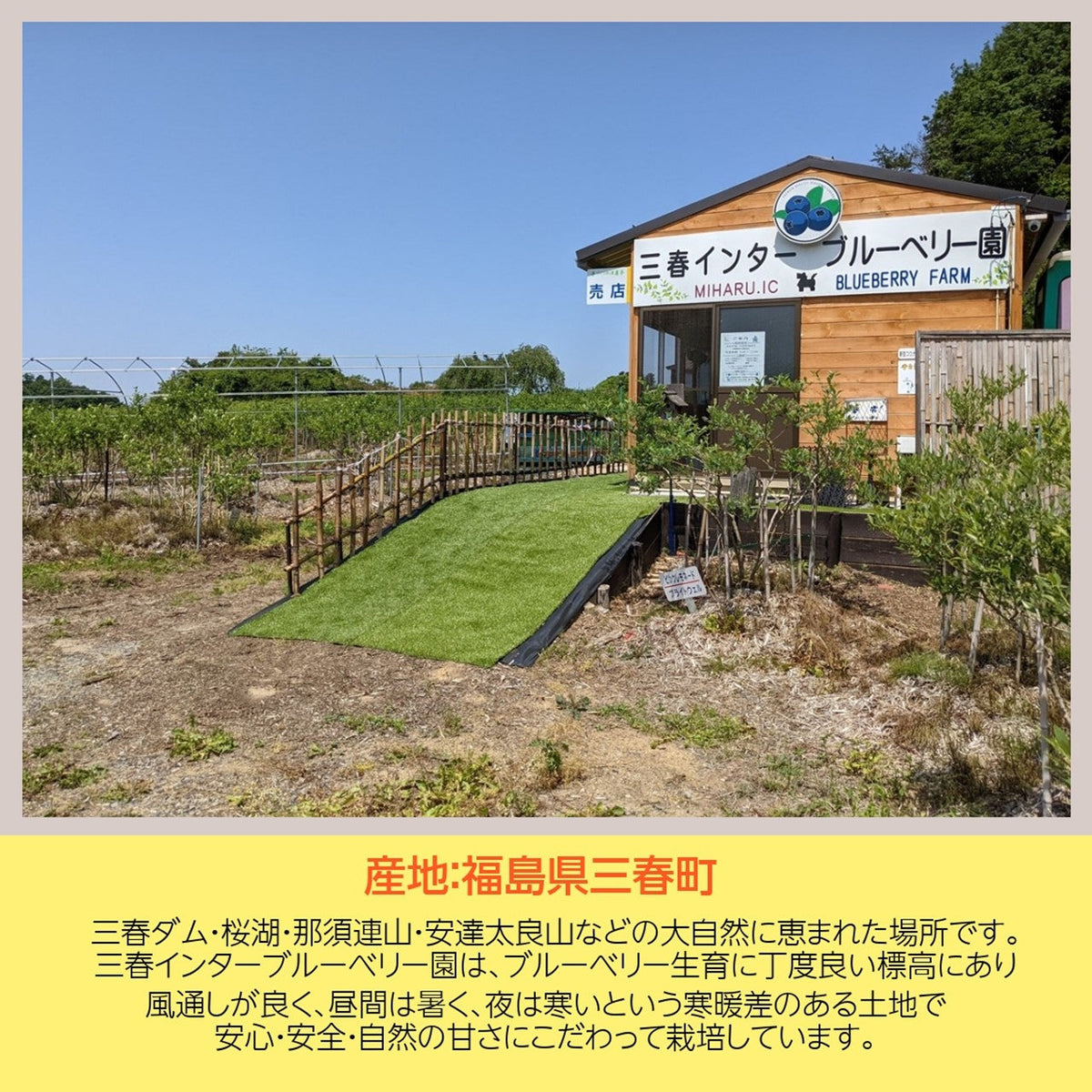 ブルーベリー 【三春インターブルーベリー園】 ブルーベリー ブルーベリー 【三春インターブルーベリー園】 ブルーベリー