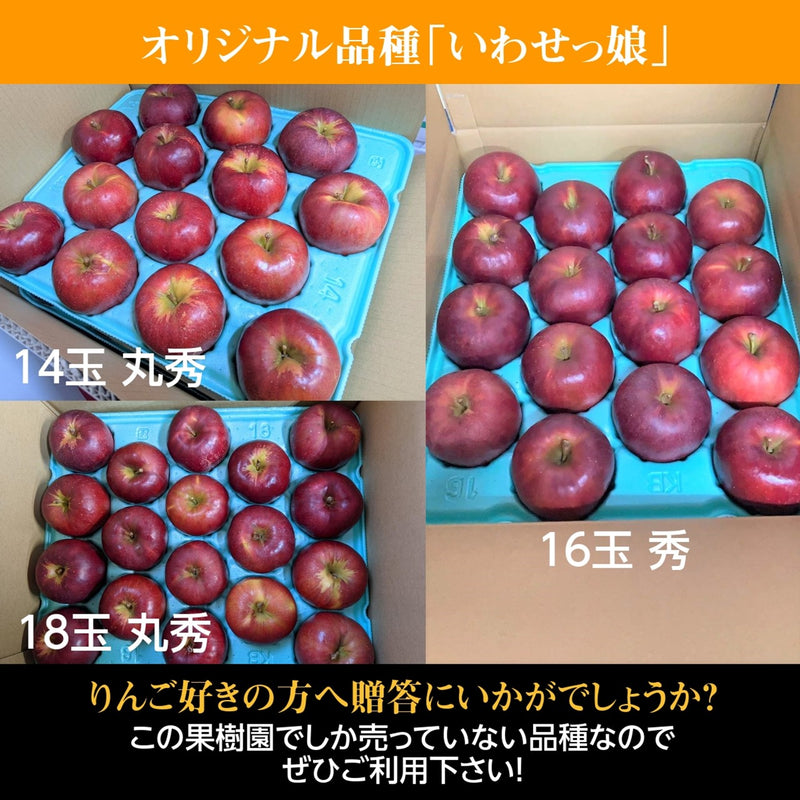 りんご 【ふんどのりんごや】 オリジナル品種 いわせっ娘 5kg 16～18個 福島県須賀川 《12/上旬～12/下旬の出荷》