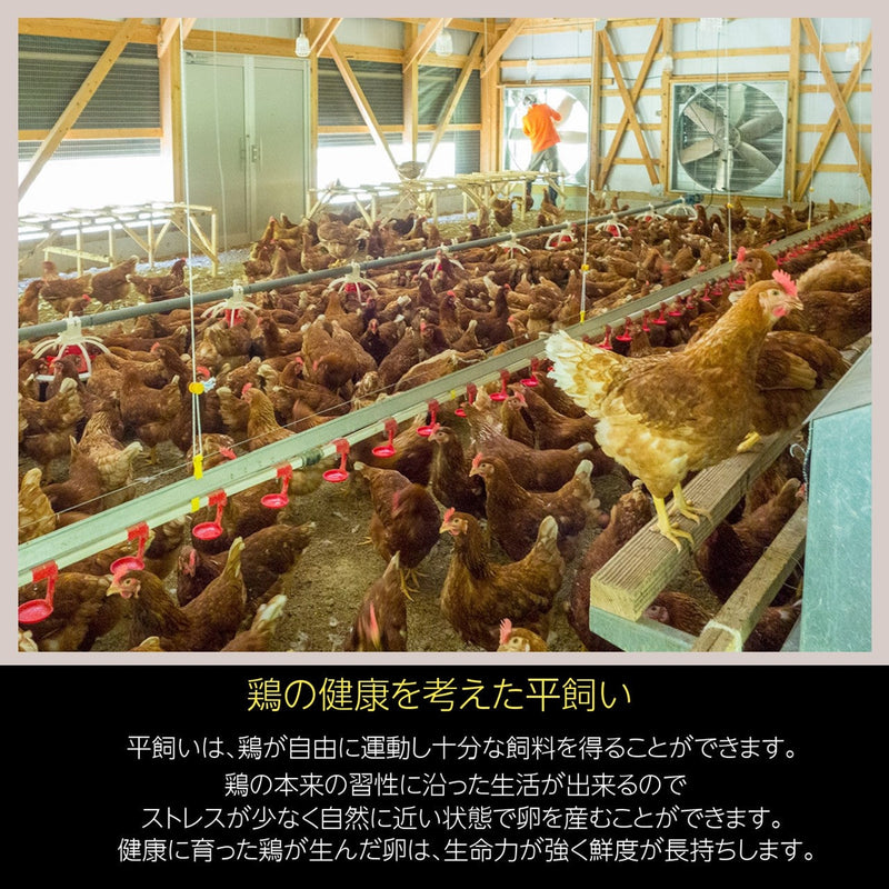 平飼い卵 【こころんファーム養鶏場】 たまご 卵 定期 月1回 6ヶ月 卵 ここたま 30個/月×6回 朝取 M～LL 福島県 平飼 定期購入 定期便 (コピー)