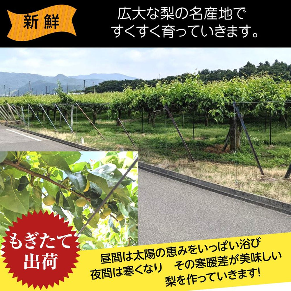 薪用の梨の玉切り 3トン 5月連休までに引取り限定(福島市) 楽天市場】梨 【長田果樹園】 和梨 5kg ご家庭用 訳あり S以上
