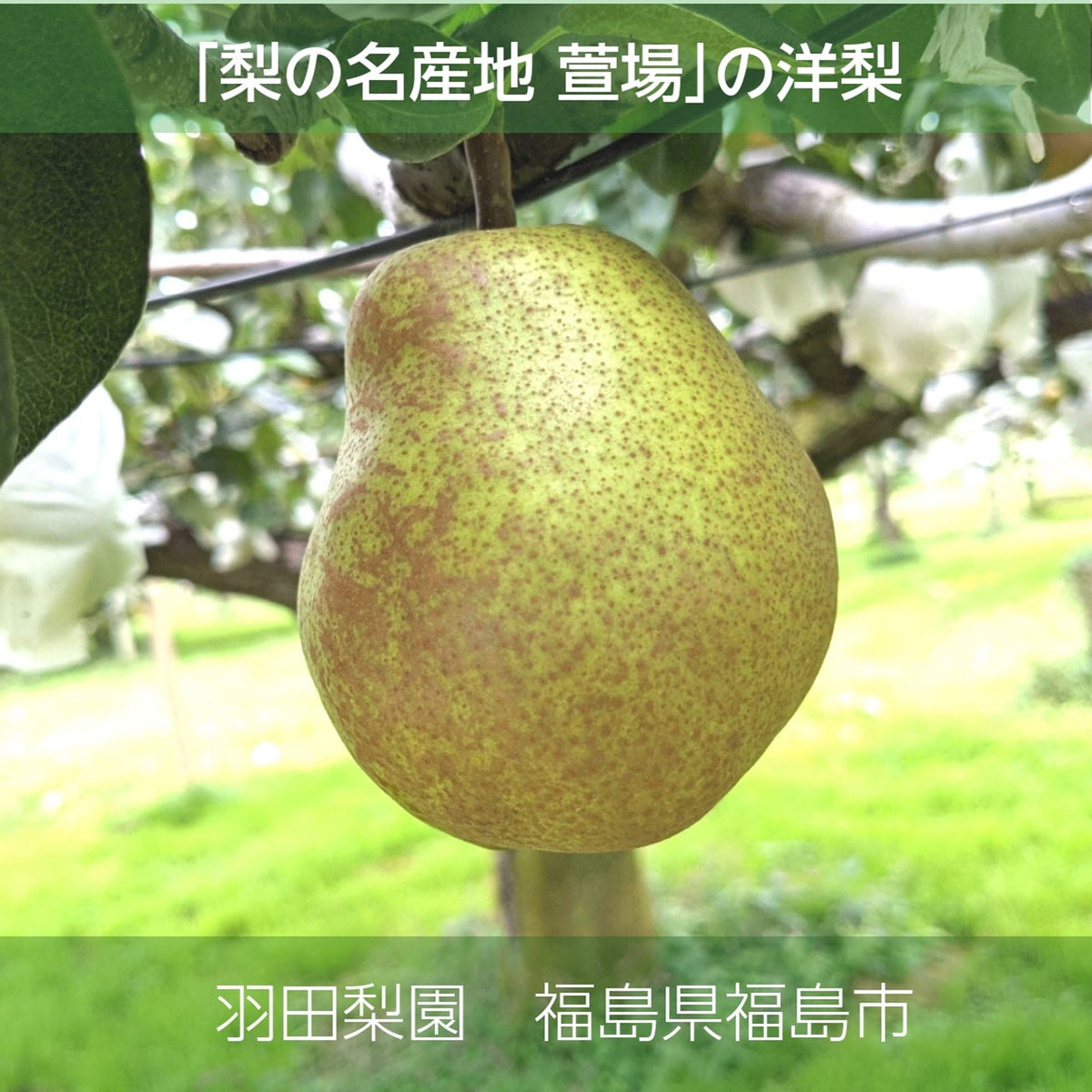 洋梨 【羽田梨園】ラ・フランス 5kg 11～18個 秀 贈答用 福島県 洋ナシ