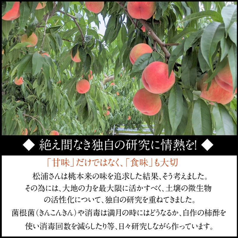 桃 【松浦農園】 硬い もも 3kg 9～12個 福島県 伊達市 贈答用  《8/上旬より出荷》