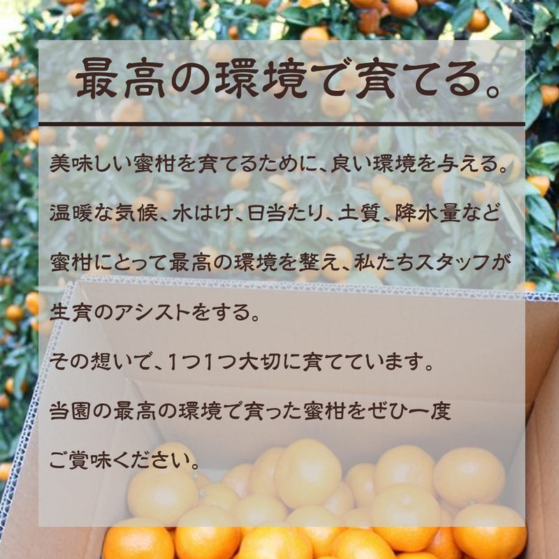 みかん 【昇果園】 青島みかん 2L 4.5kg 約30個 贈答用 静岡県 浜松市 蜜柑 ミカン 《1/中旬～1/下旬より出荷開始》