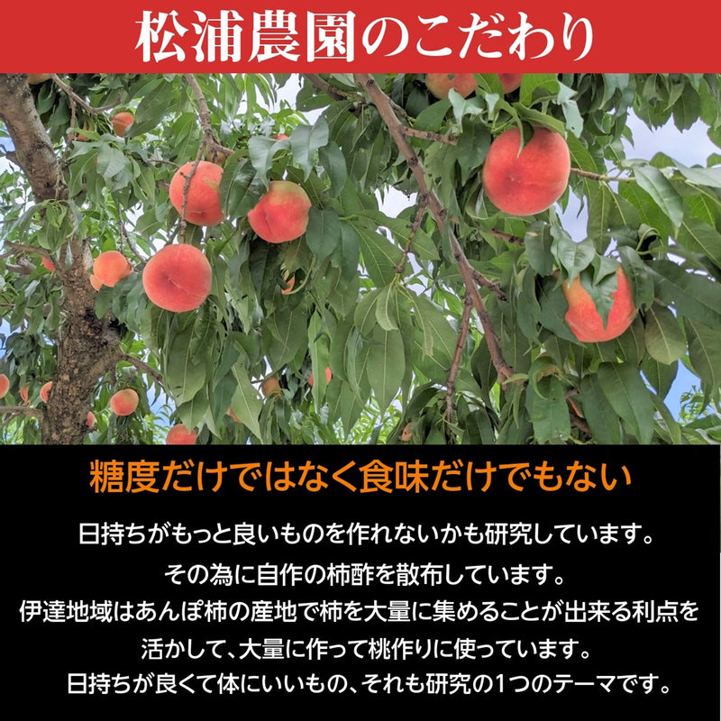 桃 【伊達 松浦農園】 硬い もも 3kg 8～12個 福島県 伊達市 贈答用  《7/下旬～8/上旬出荷》