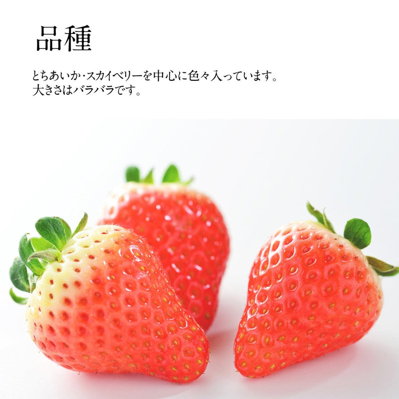いちご 冷凍いちご 5kg 栃木県産 品種大きさ色々 イチゴ 苺 完熟 国産