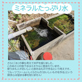 ぶどう 【ﾌﾙｰﾂﾌｧｰﾑいしくら】 葡萄 シャインマスカット 3房 1.8kg 高糖度 山梨県《8月10日頃～8月中旬より出荷》