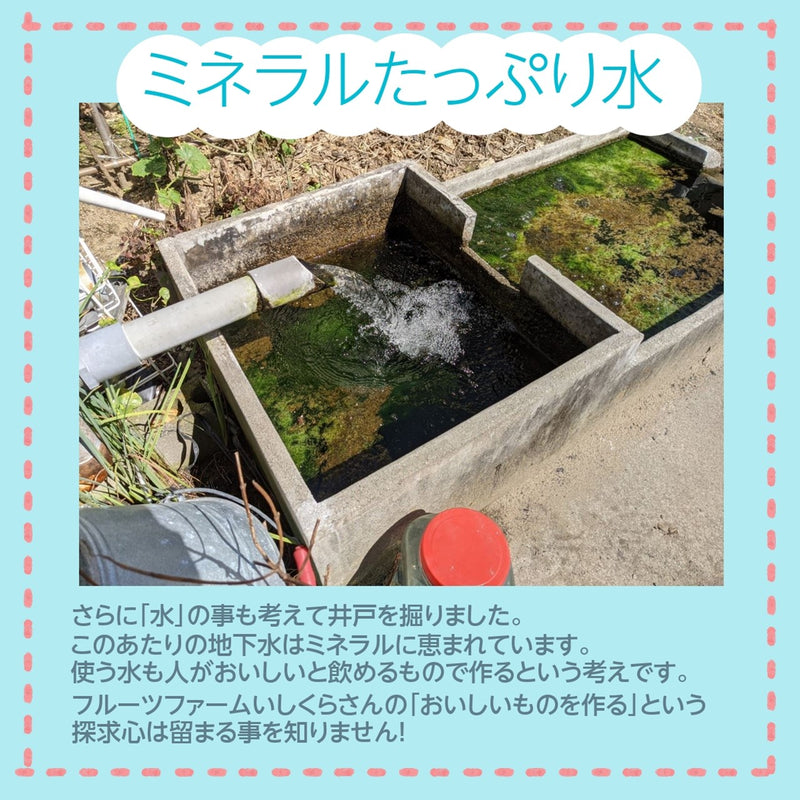 ぶどう 【ﾌﾙｰﾂﾌｧｰﾑいしくら】 葡萄 シャインマスカット 3房 1.8kg 高糖度 山梨県《8月10日頃～8月中旬より出荷》