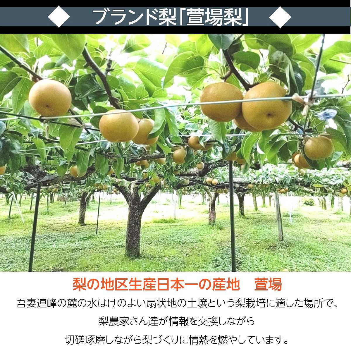 梨 【羽田梨園】 萱場の梨 3kg Lサイズ以上 6~9玉 贈答用 福島県 福島