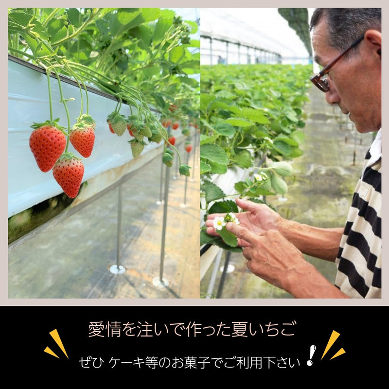 いちご 夏いちご  業務用 雷峰 すずあかね バラ小  1120g (280g×4P)×1箱 訳あり B品  小さめ 福島県 飯館 ケーキ お菓子作り イチゴ 苺 夏