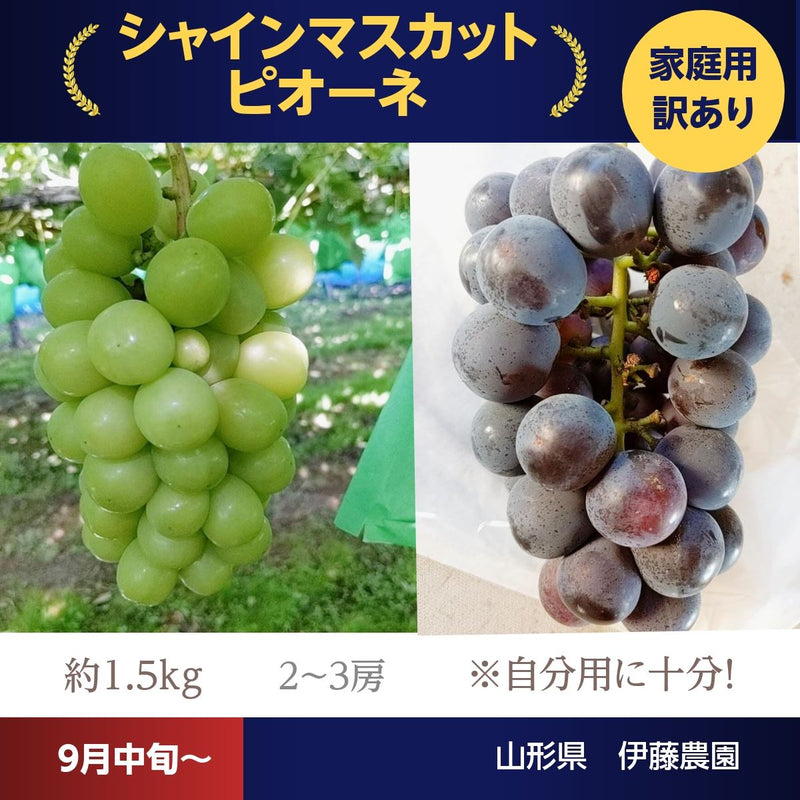 ぶどう 【伊藤農園】 葡萄 シャインマスカット ピオーネ 約1.5kg ２～３房 訳あり 家庭用 山形県  ≪9/中旬～9/下旬より出荷》 フルーツ 果物