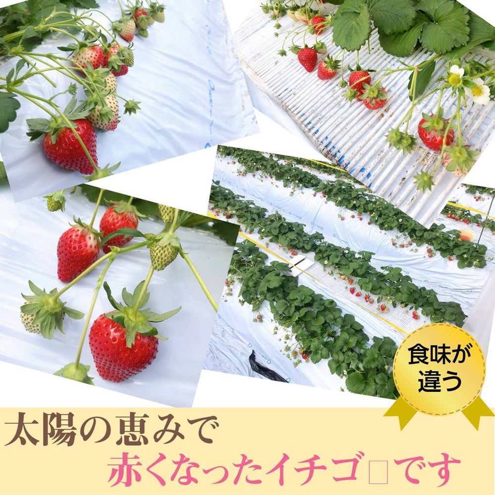 アグリハウス秋山】いちご とちおとめ苺 270g×4パック バラ