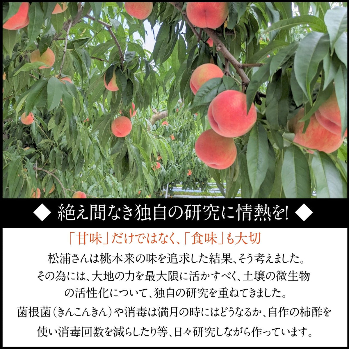 硬い桃　5キロ(1キロ＝6ー8個) 硬い桃 5キロ(1キロ＝6-8個)｜Yahoo!フリマ（旧PayPayフリマ）