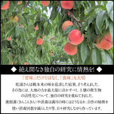 桃 【伊達松浦農園】 硬い もも 5kg 大玉 14～16個 福島県 伊達市 贈答用  《7/下旬～8/上旬出荷》