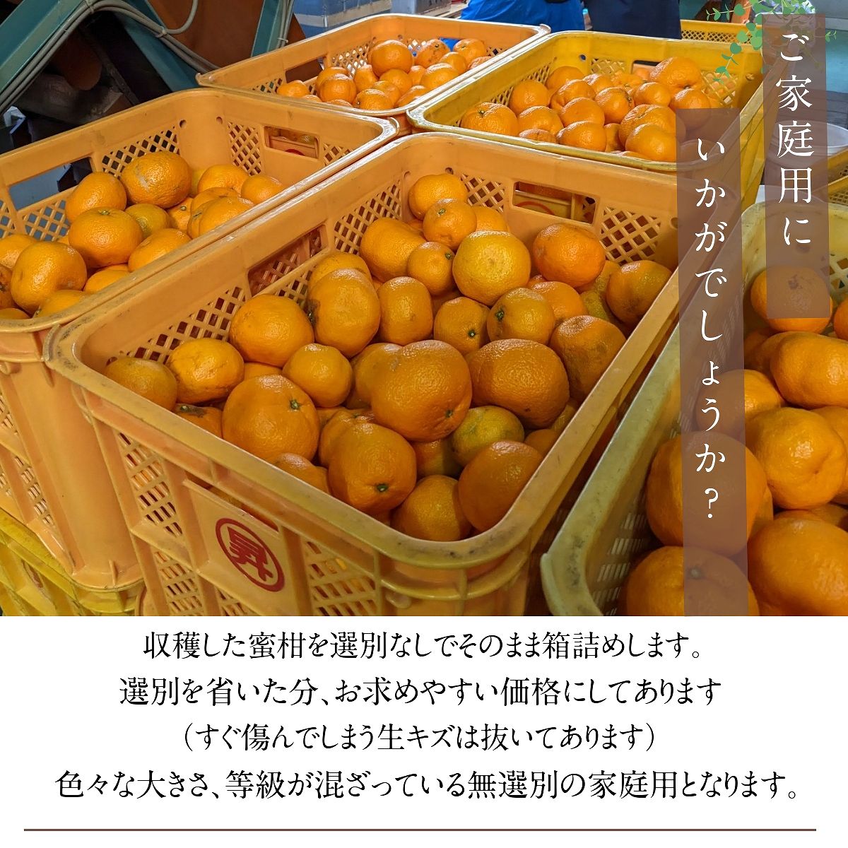 みかん 【昇果園】 サイズ不揃い 10kg 約80～120個 家庭用 無選別 静岡