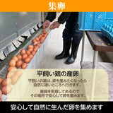 平飼い卵 【こころんファーム養鶏場】 たまご 卵 定期 15日×6ヶ月 ここたま 50個/月2回×6回 朝取 M～LL 福島県 平飼 定期購入 定期便